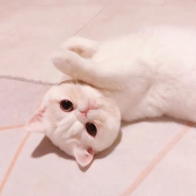GCashMaster_PH avatar